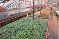 Возрожденный тагильский Горзеленхоз расширяет ассортимент рассады для населения
