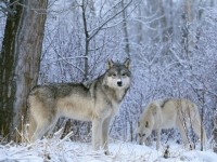 В Нижнем Тагиле в Горбуново видели волков. Хищники охотятся на домашний скот