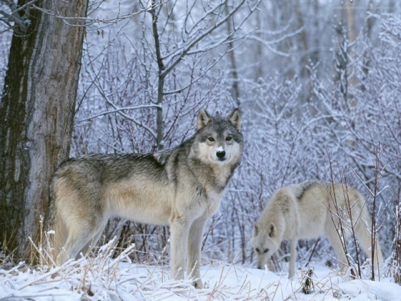 В Нижнем Тагиле в Горбуново видели волков. Хищники охотятся на домашний скот