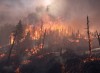 В пожаре, уничтожившем гектары леса под Нижним Тагилом, обвинили сельхозпредприятие