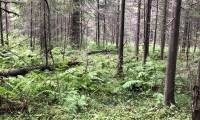 Свердловские власти ввели запрет на посещение лесов