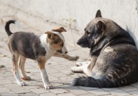 В России могут ввести ответственность для чиновников за нападения бездомных животных