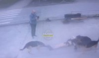 «Дает команду „Фас“»: тагильчане заявляют о серийных нападениях мужчины с тремя овчарками