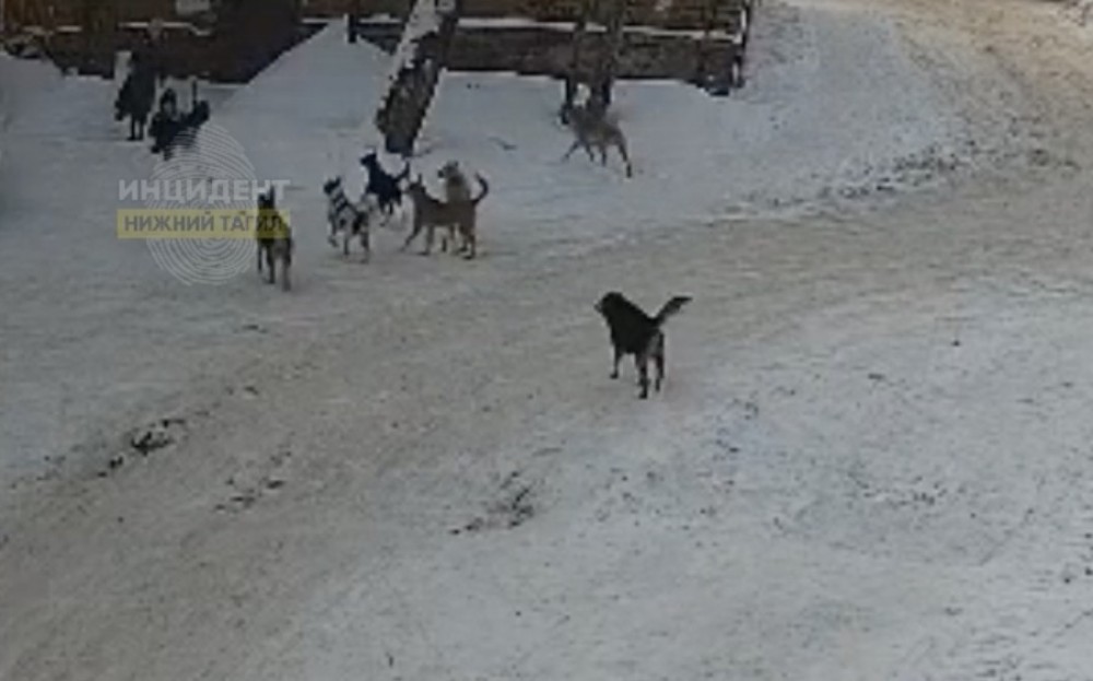 В Нижнем Тагиле стая собак набросилась на школьницу: видео