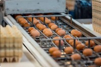 В Свердловской области не увидели перепроизводства яиц