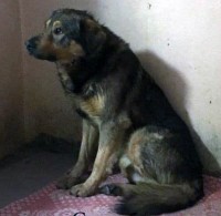 Жители Нижнего Тагила жалуются на жестокие методы нового подрядчика по отлову бездомных собак