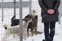 Стало известно, где в Нижнем Тагиле построят огромный приют для бездомных собак