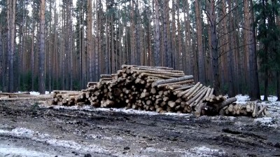 Жители Нижнего Тагила вновь пытаются остановить вырубку соснового бора