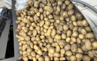 Картошка по 100 рублей: что дальше? Свердловский министр дала прогноз