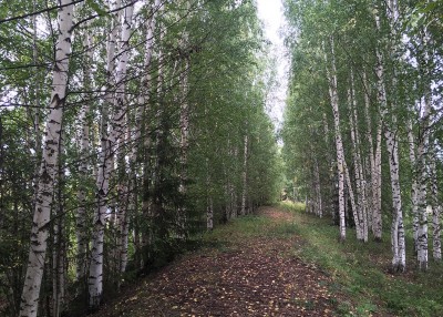 В пригороде Нижнего Тагила мужчина ушёл за ягодами и не вернулся