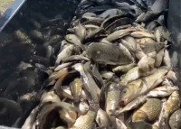 В Тагильский пруд выпустили более 15 тыс. молоди сазана (видео)