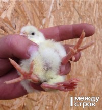 Тагильчанин продаёт цыплёнка-мутанта с четырьмя лапами за 100 тысяч рублей (фото)