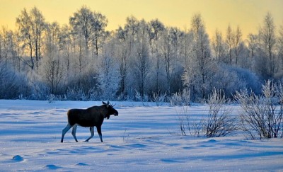 За отстрел лосей свердловчанин отделался штрафом с конфискацией машины и снегохода