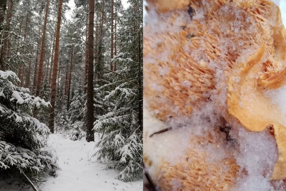 Свердловчане собирают грибы под снегом: фото