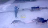 Полиция задержала тагильчанина, натравливавшего своих овчарок на людей. Что о нём известно?