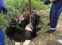В Нижнем Тагиле корова провалилась в выгребную яму. Её доставали манипулятором (фото)