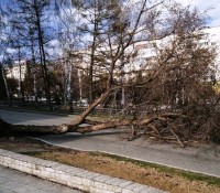 В Нижнем Тагиле строители «Светлого города» повредили корни деревьев. Одно уже упало на дорогу (фото)
