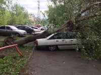 Администрация Нижнего Тагила потратит 34 миллиона на очистку города от поваленных ураганом деревьев еще в июне