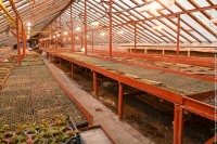 Возрождённый тагильский Горзеленхоз возобновляет продажу рассады: ассортимент