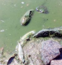 Черноисточинский пруд затянуло тиной, а на берег прибило мертвую рыбу (фото)