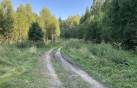 Под Нижним Тагилом 80-летний пенсионер ушёл по грибы и не вернулся