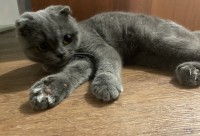 Житель Нижнего Тагила засудил ветклинику за рану от собственного кота