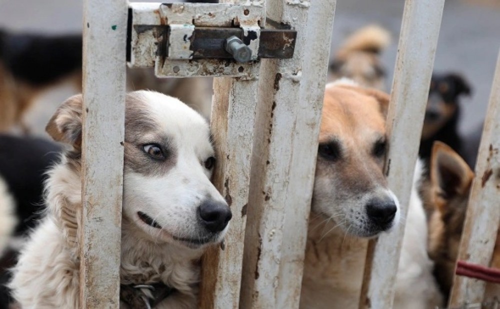 Власти Нижнего Тагила: гуманное обращение с бродячими собаками не приносит результатов