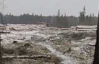 Тагильчане сняли масштабную вырубку леса: ответ властей