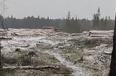 Тагильчане сняли масштабную вырубку леса: ответ властей