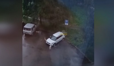 В Нижнем Тагиле стая собак растерзала припаркованный кроссовер: видео
