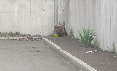 В Нижнем Тагиле под колеса иномарки попал лось: раненое животное нашли на парковке