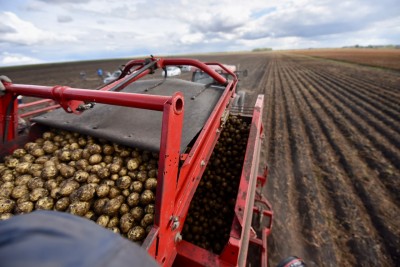 В Свердловской области отменный урожай картофеля