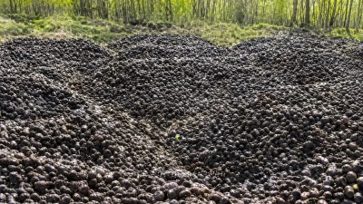 Свердловский фермер объяснила, почему 200 тонн картошки вывалила в поле