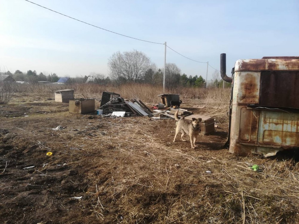 Под Нижним Тагилом обнаружили приют с десятками истощенных собак