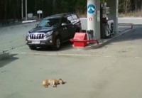 Под Нижним Тагилом Land Cruiser на АЗС переехал собаку (видео 18+)