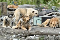 В администрации Нижнего Тагила рассказали о решении проблемы бездомных собак