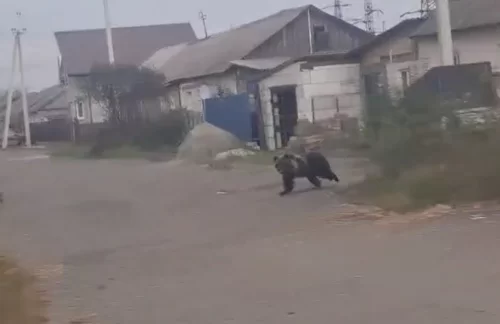 Тагильчан встревожило видео с бегущим по улице медведем