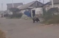 Тагильчан встревожило видео с бегущим по улице медведем