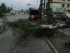 В Нижнем Тагиле сильный ветер повалил деревья: фото