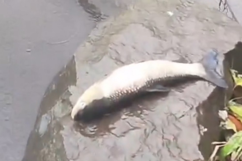 Тагильчанин просит проверить гибель рыбы в городской реке (обновлено)