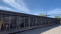 Борьба зоозащитников с отловщиками в Нижнем Тагиле: прокуратура представила результаты проверки