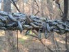За 2 дня от дерева остались ветки: Урал атаковали гусеницы-вредители