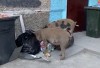 Знаменитые тагильские поросята добрались до подъезда, где разнесли мусорку: видео