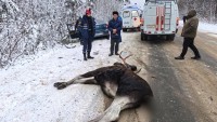 Лось, погубивший водителя под Нижним Тагилом, мог выйти на дорогу за солью