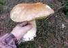 Гигантские белые грибы собирают под Нижним Тагилом