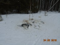 На территории природного парка «Река Чусовая» найдено кладбище собак (фото)
