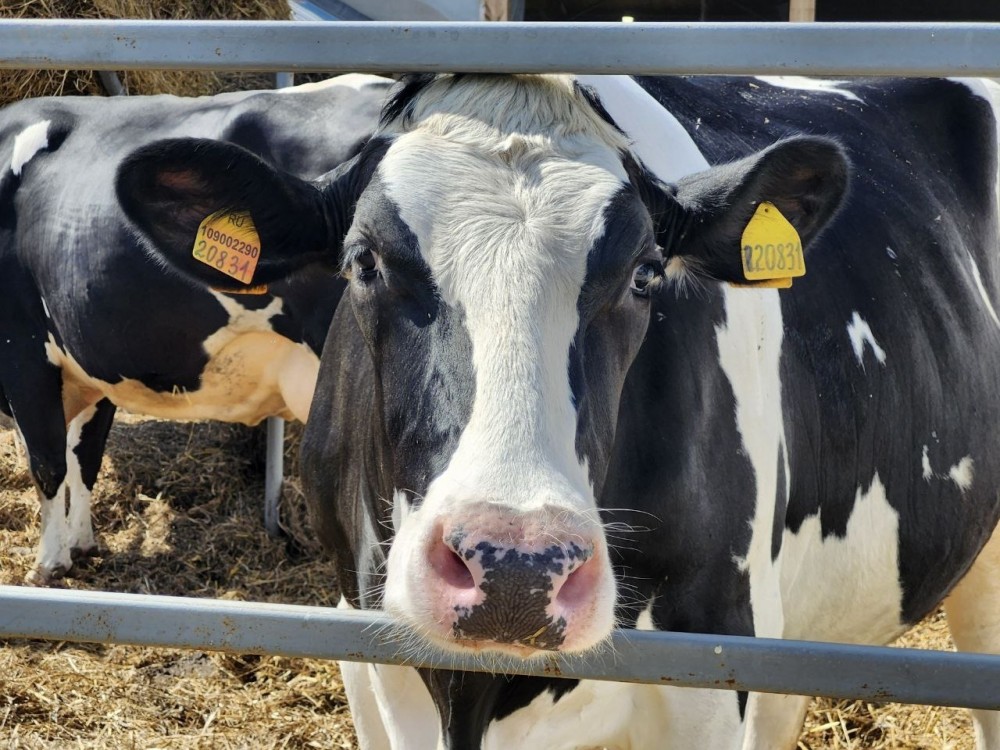 &laquo;Посмотрим ситуацию в Сибири&raquo;: уральских коров могут привить новой вакциной