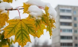 Могут пролетать снежинки: свердловские синоптики уточнили прогноз по похолоданию
