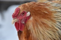 Польскую курицу уберут из онлайн-продажи