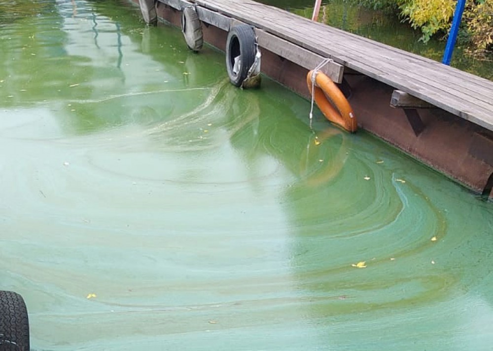 Нижнетагильский пруд позеленел. Фото